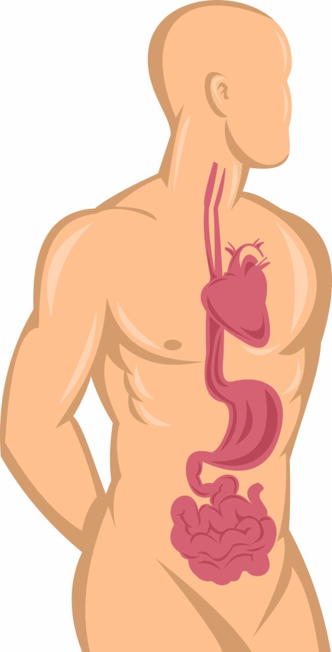 human-anatomy-showing-heart-and-digestive-system_GJlmFDLO_L human-anatomy-showing-heart-and-digestive-system_GJlmFDLO_L